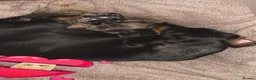 Miniature Dachshund dogs for sale: Dachound puppy’s - Advert 8