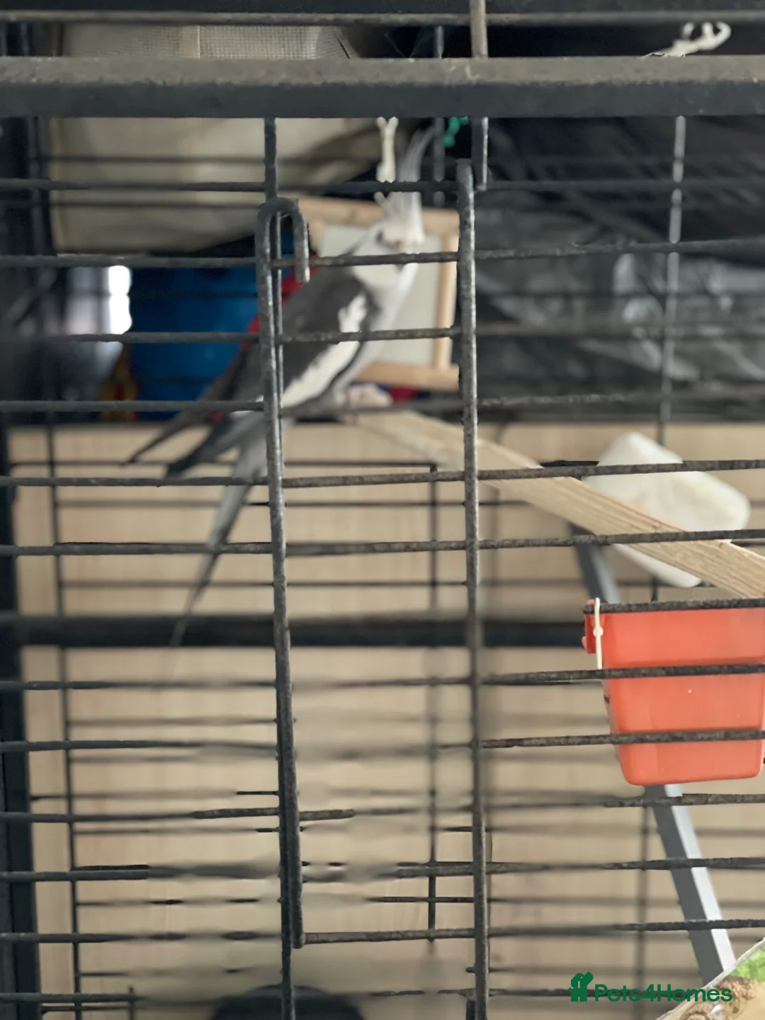 Cockatiels birds for sale: Cocateil parrot  in Uxbridge - Advert 2