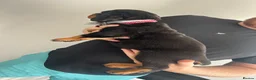 Rottweiler dogs for sale: 2 big male puppies  - Advert 5