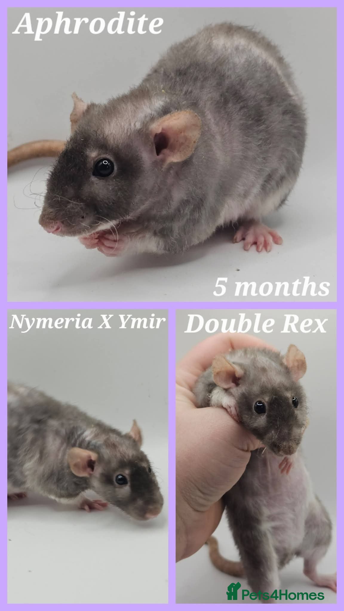Rat rodents Rex & Smooth Dumbo Baby Rats GIRLS - Advert 15