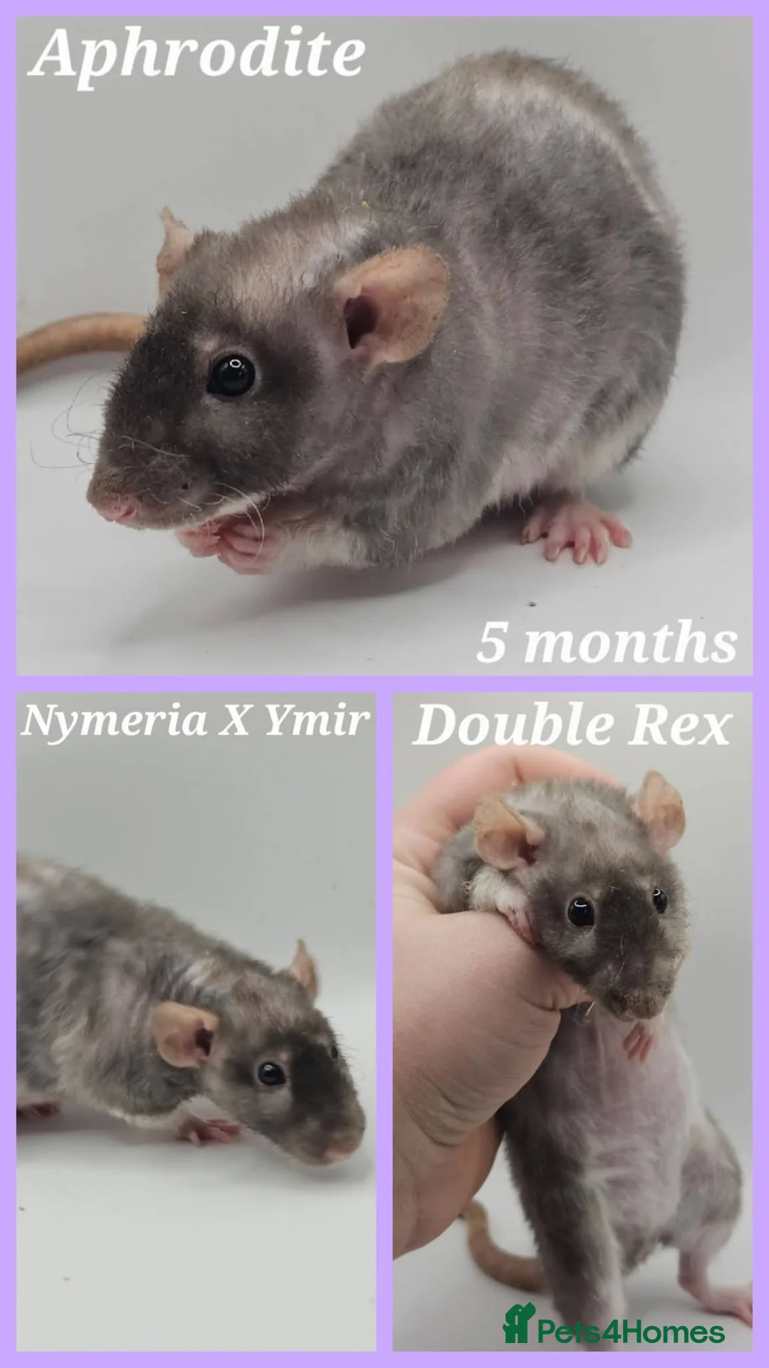 Rat rodents for sale: Rex, Smooth, Double Rex Dumbo Baby Rats - Advert 6