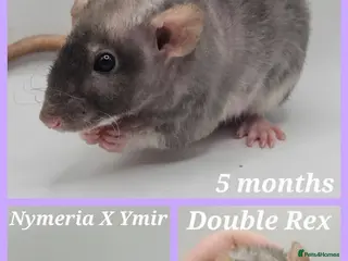 Rat rodents Rex & Smooth Dumbo Baby Rats GIRLS - Advert 15