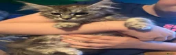 Maine Coon cats for sale: READY NOW Maine Coon Smoke/Silver kittens  - Advert 13