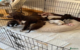 Cocker Spaniel dogs for sale: Adorable working cocker spaniel puppies  - Image 9