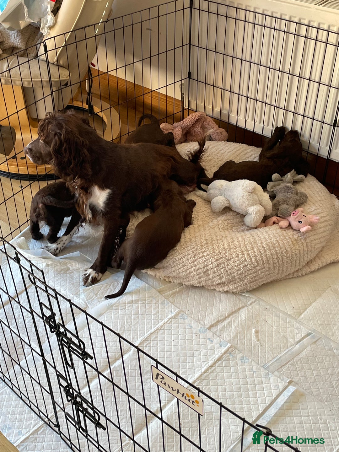 Cocker Spaniel dogs for sale: Adorable working cocker spaniel puppies  - Image 9