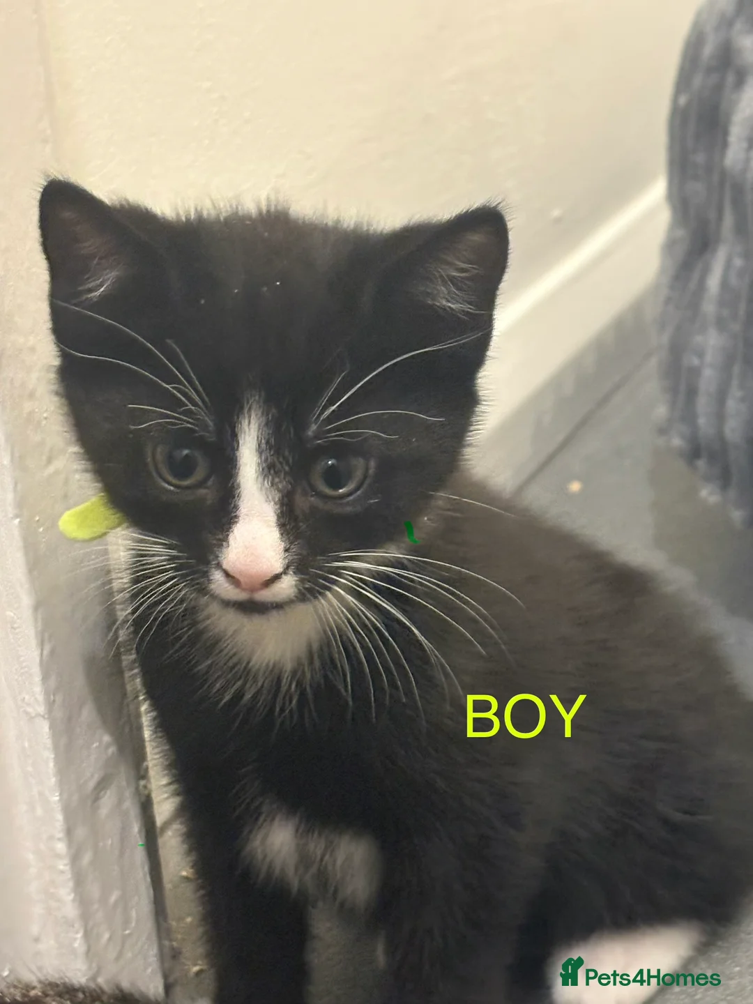 Mixed Breed cats for sale: 4 black and white kittens in Stockton-on-Tees - Advert 5