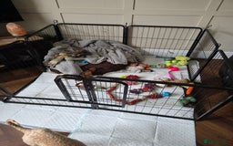 Mixed Breed dogs for sale: Reduced French bulldog x pomeranian pups 8 wks  - Image 9