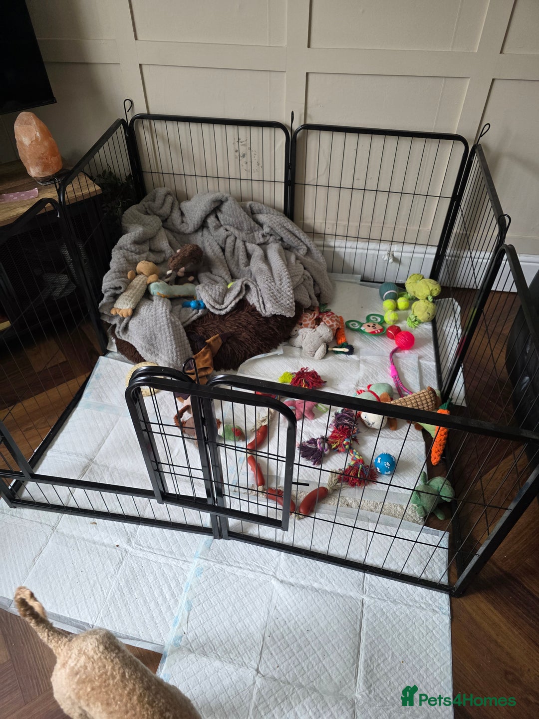 Mixed Breed dogs for sale: Reduced French bulldog x pomeranian pups 8 wks  - Image 9