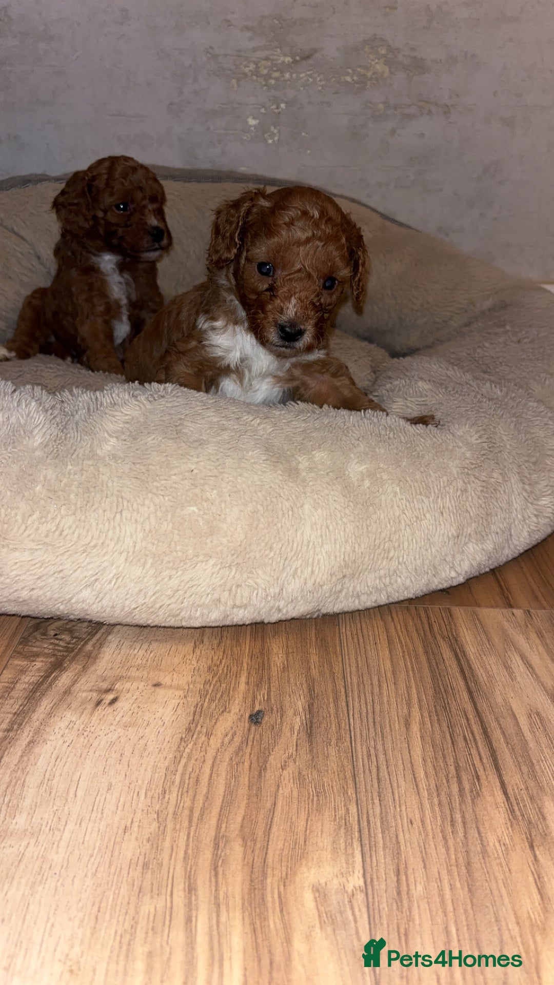 Cavapoo dogs for sale: Cavapoo F1B LAST GIRL AVAILABLE ♥️ - Advert 27