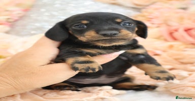 Miniature Dachshund dogs - Advert 10