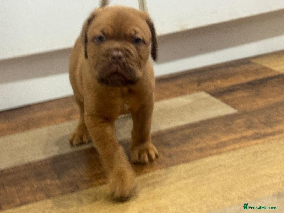 Dogue De Bordeaux dogs for sale: Dogue De Bordeaux Puppies - Image 10