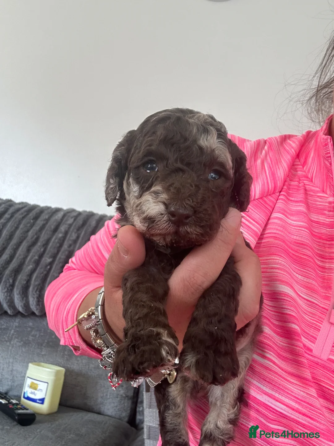 Cockapoo dogs for sale: F1b cockapoo puppies  - Advert 2