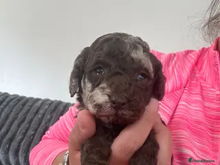 Cockapoo dogs Stunning F1b cockapoo puppies ready in 2 week - Advert 1