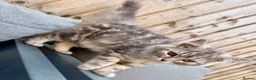 Persian cats for sale: READY TO LEAVE - Female Persian Kitten  - Advert 6