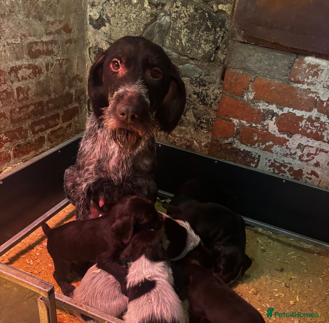 German Wirehaired Pointer dogs for sale: KC Reg GWP puppies  - Advert 9