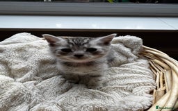 British Shorthair cats for sale: Gorgeous British Shorthair Kittens   - Image 11