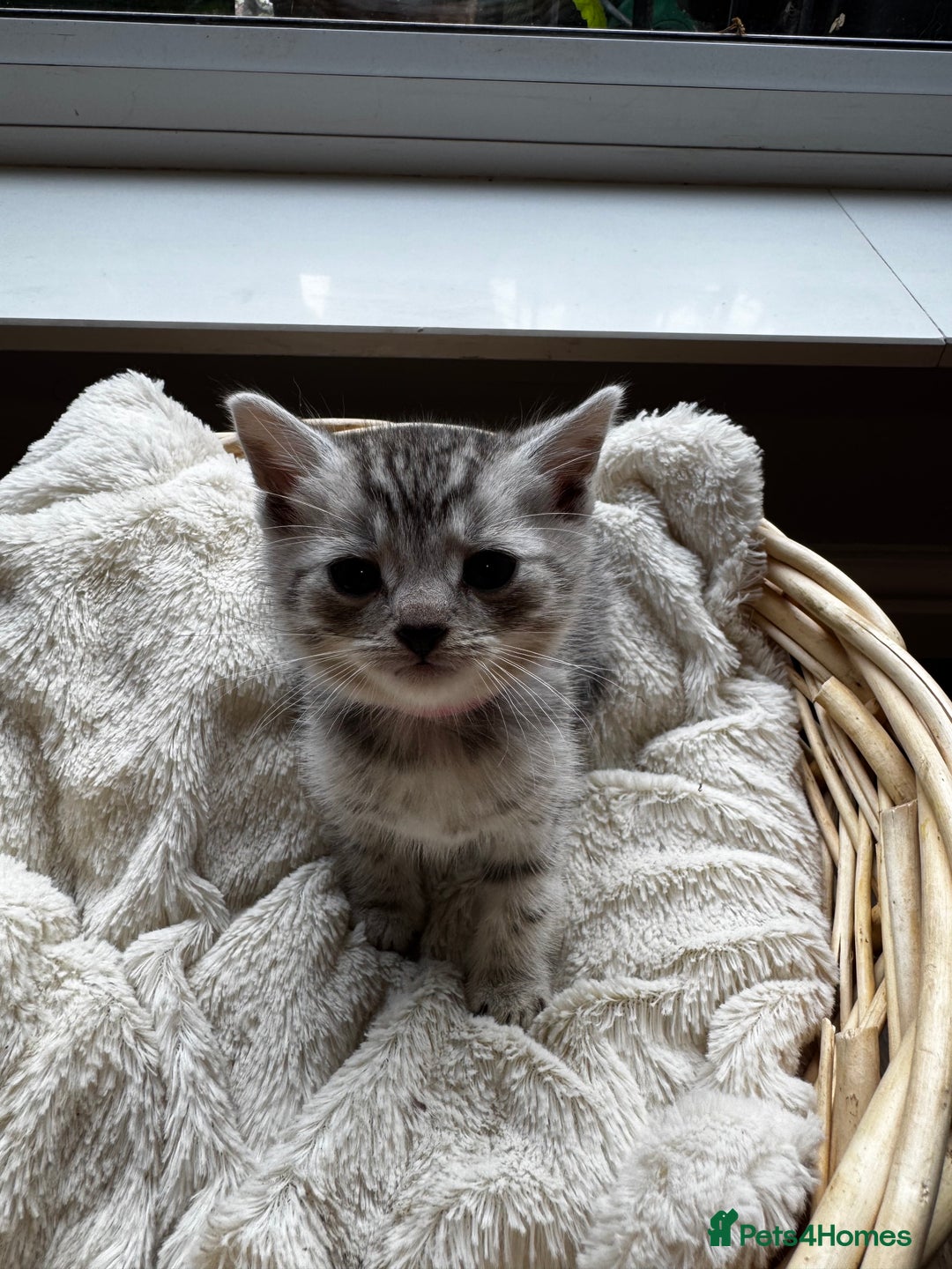British Shorthair cats for sale: Gorgeous British Shorthair Kittens   - Image 11