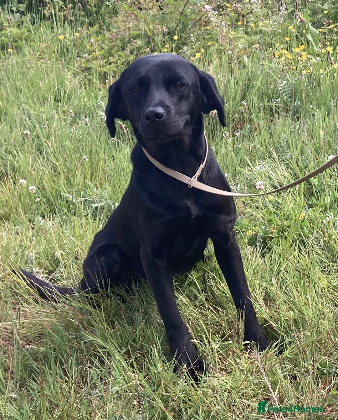 Labrador Retriever dogs for sale: Beautiful Litter of Labrador Puppies - Advert 3