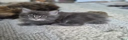 Maine Coon cats for sale: MAINE COON BOY LAST ONE  - Advert 8