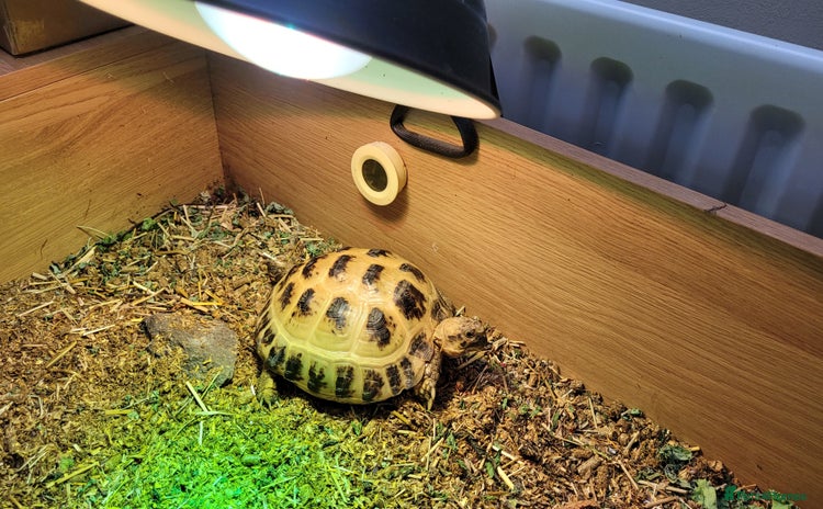 Tortoise reptiles - Advert 4