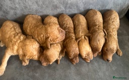 Miniature Poodle dogs for sale: Stunning miniature poodles available - Image 22
