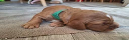 Cocker Spaniel dogs for sale: 4 Red Working Cocker Spaniel Boys - Advert 7
