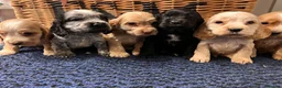 Cocker Spaniel dogs for sale: Stunning Show type cocker spaniel puppies  - Advert 5
