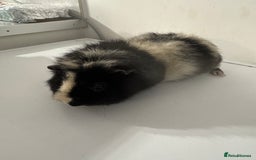 Guinea Pig rodents for sale: Stunning male  guinea pig  - Image 5