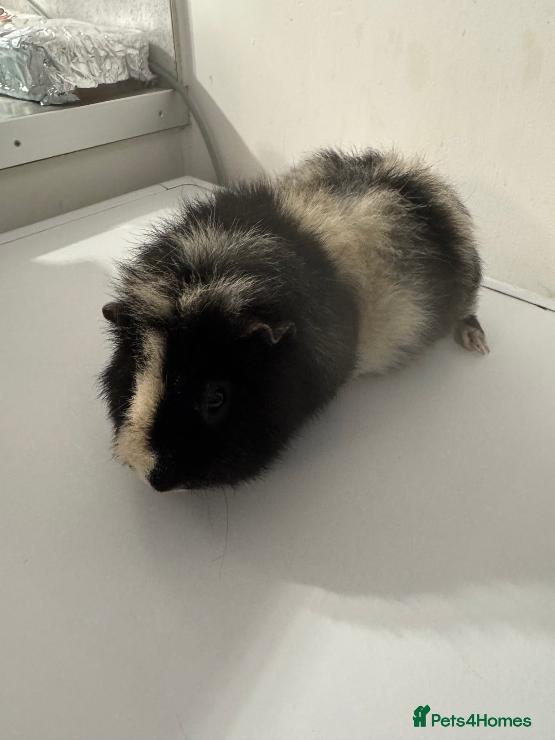Guinea Pig rodents for sale: Stunning male  guinea pig  - Image 5