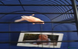Canaries birds for sale: Canary  - Image 1