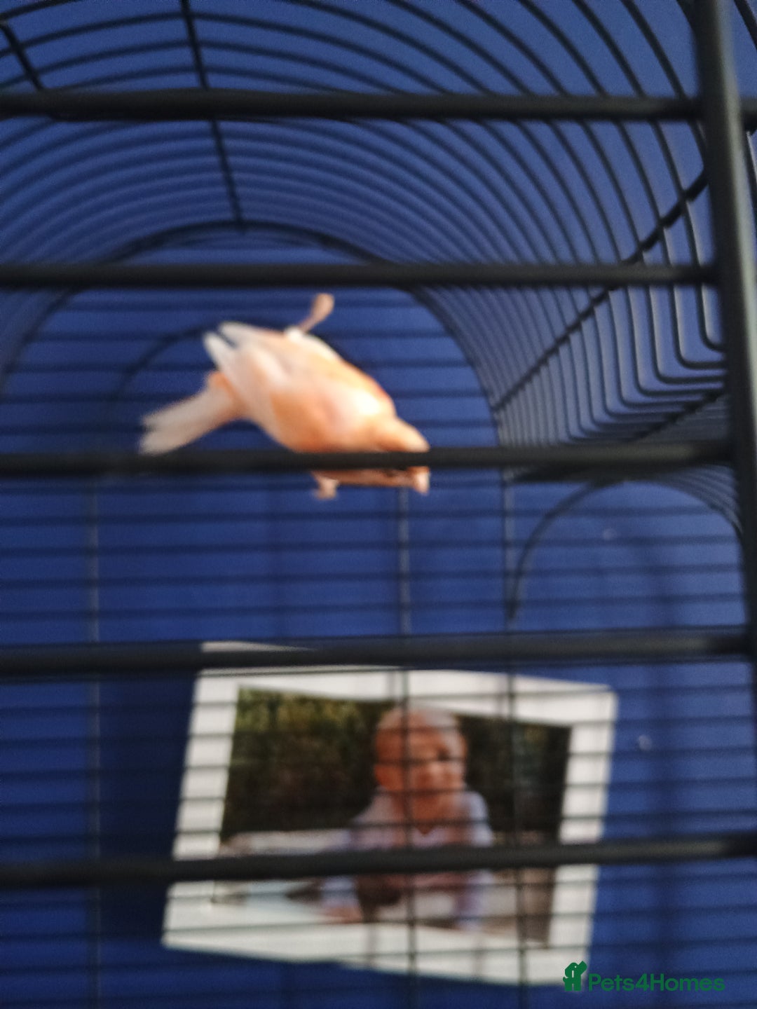 Canaries birds for sale: Canary  - Image 1
