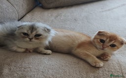 Scottish Fold cats for sale: Scottish Fold Kittens ( Delivery available) - Advert 16