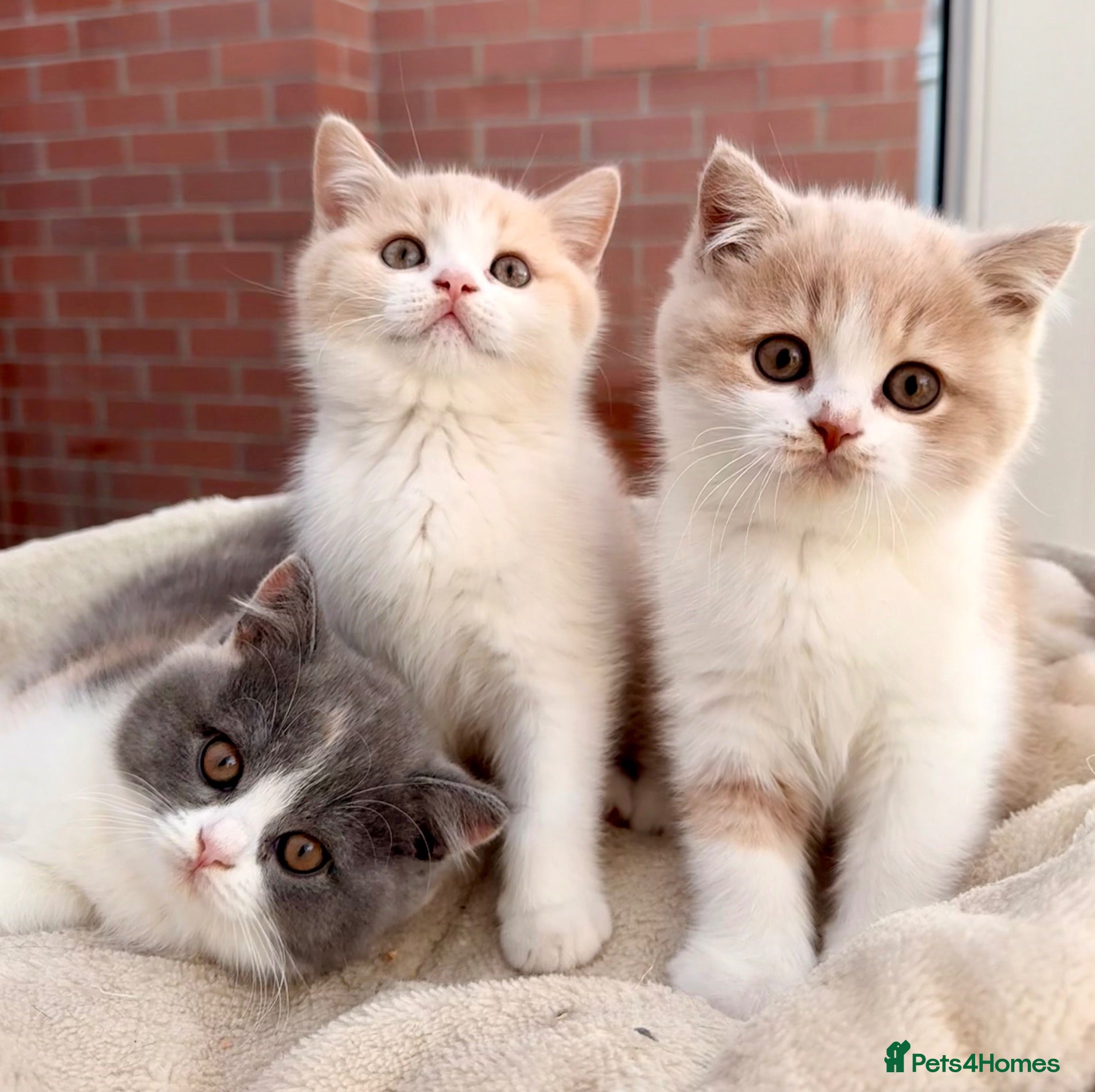 British Shorthair cats Stunning GCCF Reg British Shorthair Cream Bicolour - Advert 15