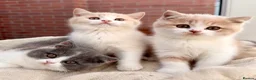 British Shorthair cats for sale: Stunning GCCF British Shorthair Cream Bicolour Boy - Advert 1
