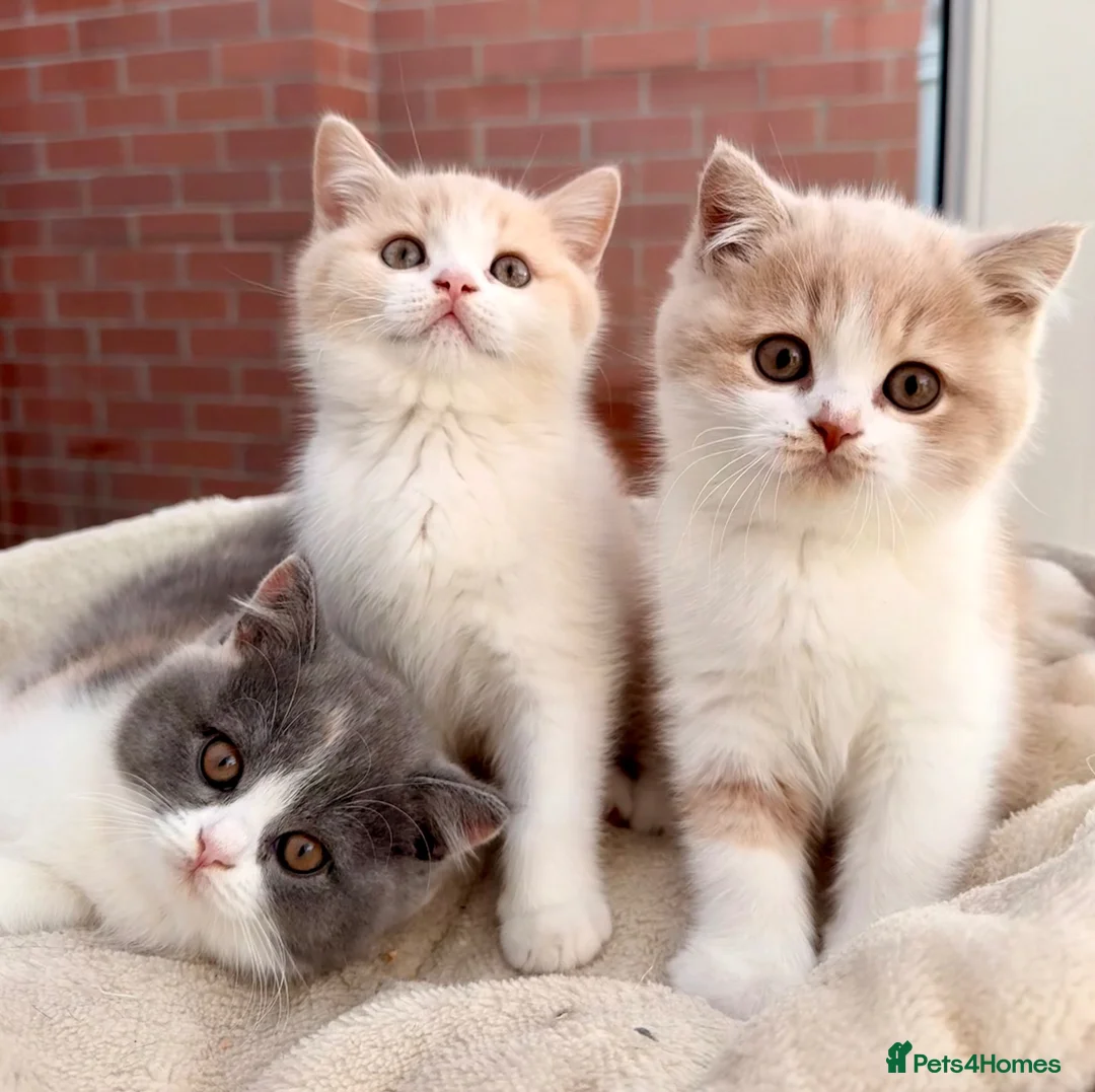 British Shorthair cats for sale: Stunning GCCF British Shorthair Cream Bicolour Boy - Advert 1