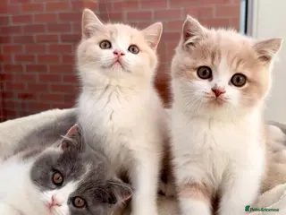 British Shorthair cats Stunning GCCF Reg British Shorthair Cream Bicolour - Advert 15
