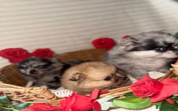 Pomeranian dogs for sale: Merle miniature Pomeranians  - Image 9