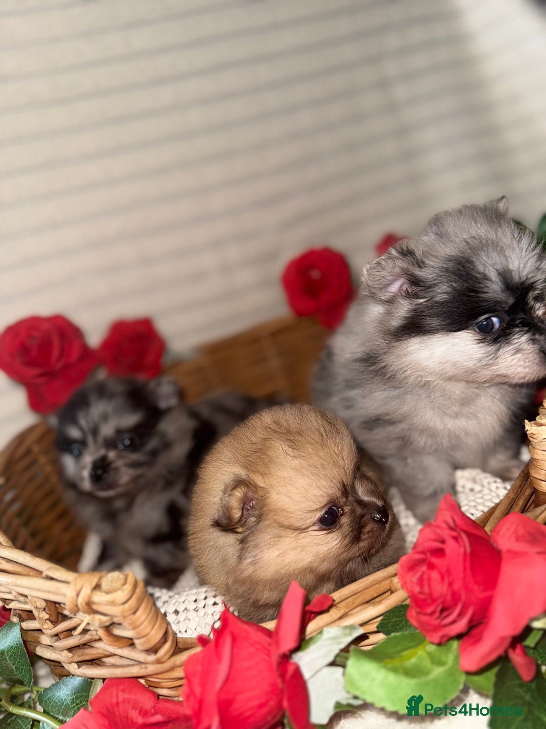 Pomeranian dogs for sale: Merle miniature Pomeranians  - Image 9
