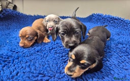 Miniature Dachshund dogs for sale: Stunning mini Daxies, KC reg PRA clear - Image 10