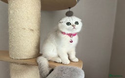 Scottish Fold cats for sale: Beautiful TICA Registered Scottish Girl Kittens - Image 9