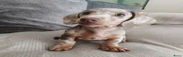 Dachshund dogs for sale: Female dachshund  in Washington - Advert 6