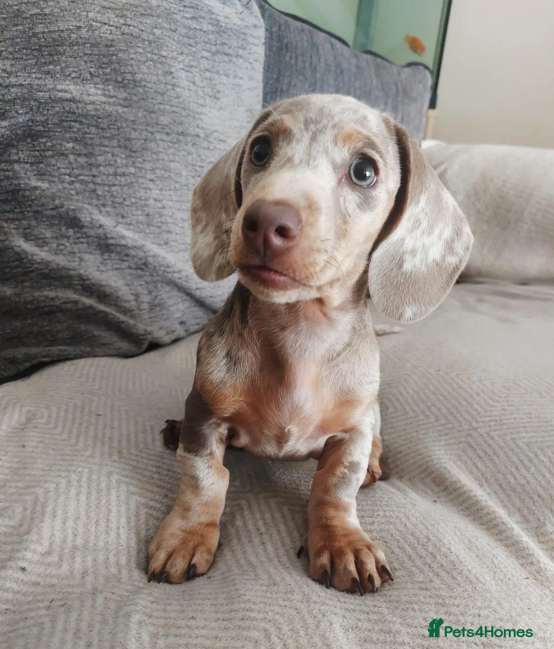 Dachshund dogs for sale: Female dachshund  in Washington - Advert 6