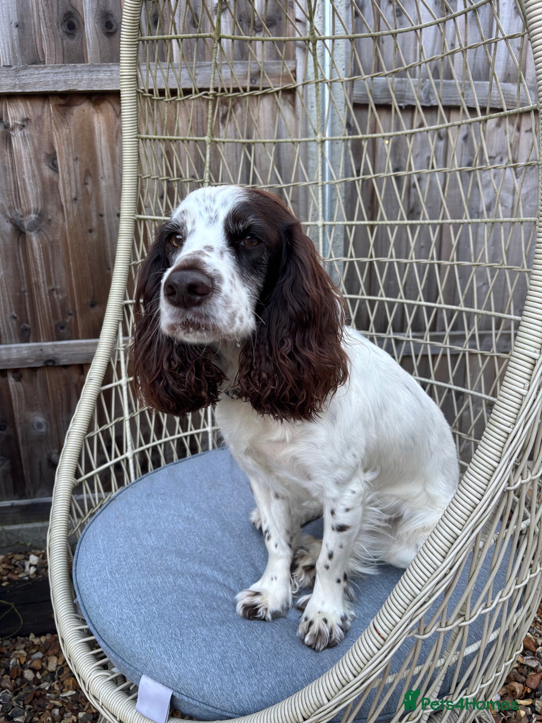Cocker Spaniel dogs for sale: Working cocker spaniels for sale  - Image 11