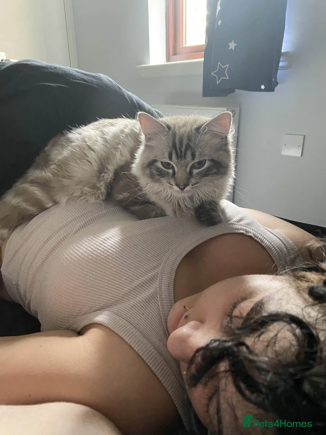 Ragdoll cats for sale: 1 Year Old Ragdoll Boy (+ Equipment) - Advert 4