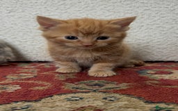 Mixed Breed cats for sale: 6 mixed breed kittens  - Image 7