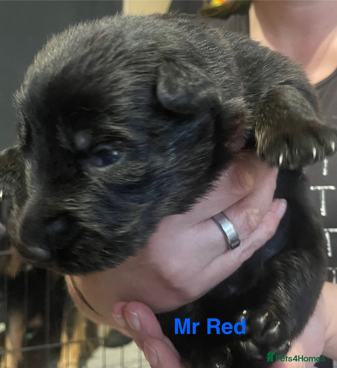 German Shepherd dogs for sale: Straight-topline German Shepherd puppies - Image 5