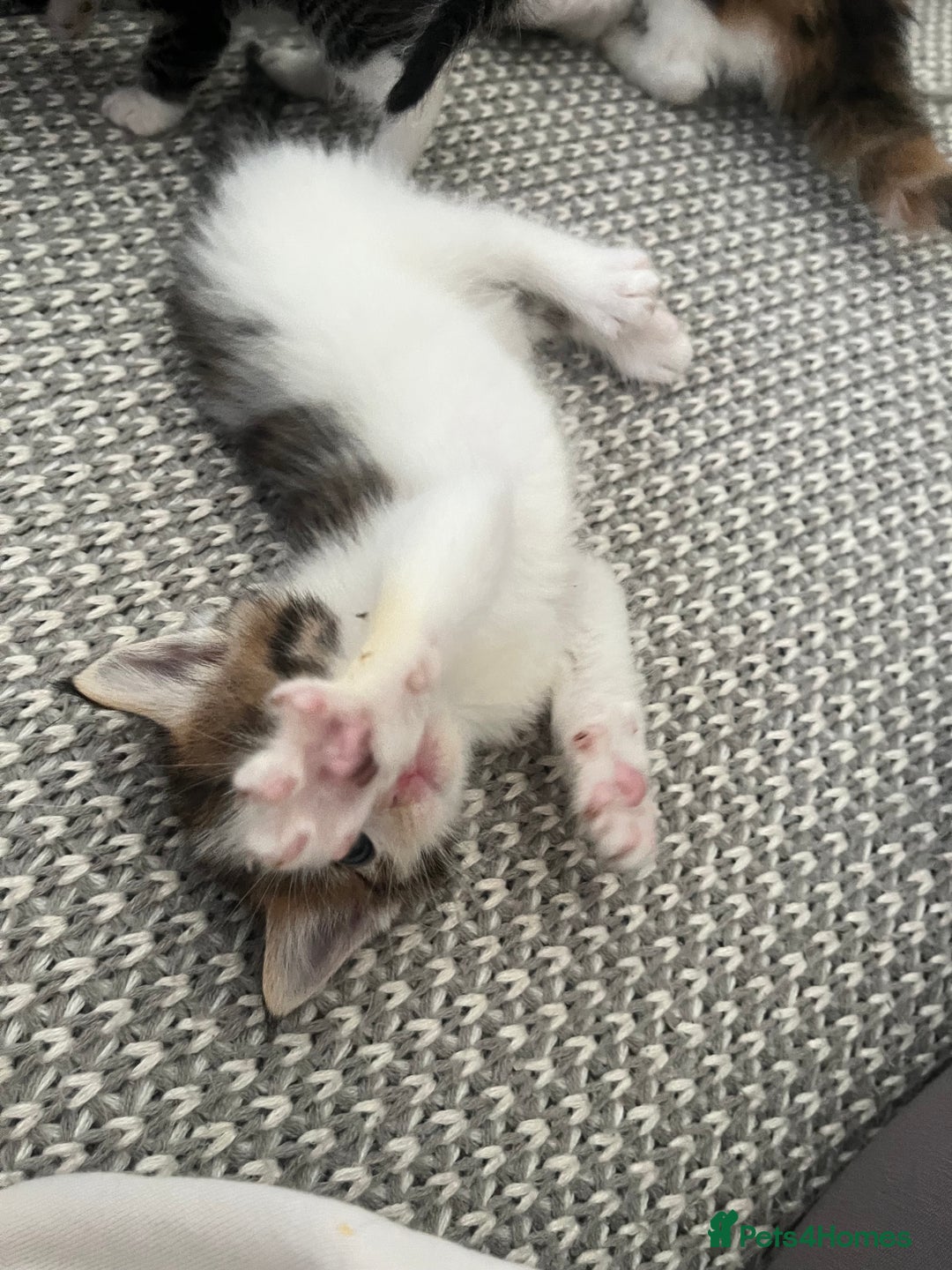 Maine Coon cats for sale: Mainecoon cross kittens - Image 6