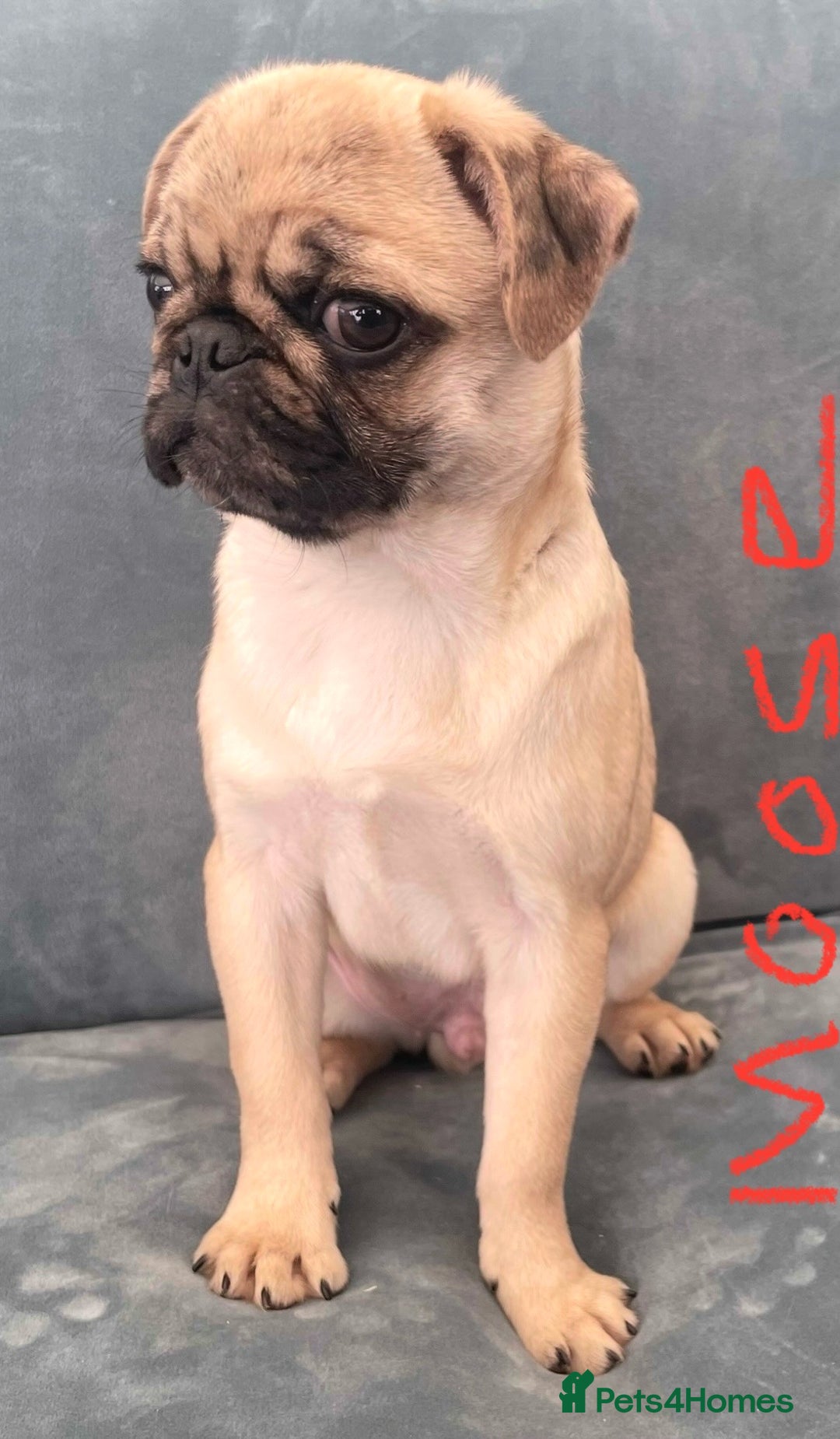 Pug dogs for sale: Pug Puppies  - Image 26