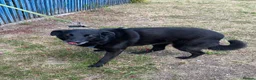 Mixed Breed dogs for adoption: ❤️🐶 NORA: CLEVER, LOVING WITH PERFECT HOME SKILLS - Advert 5
