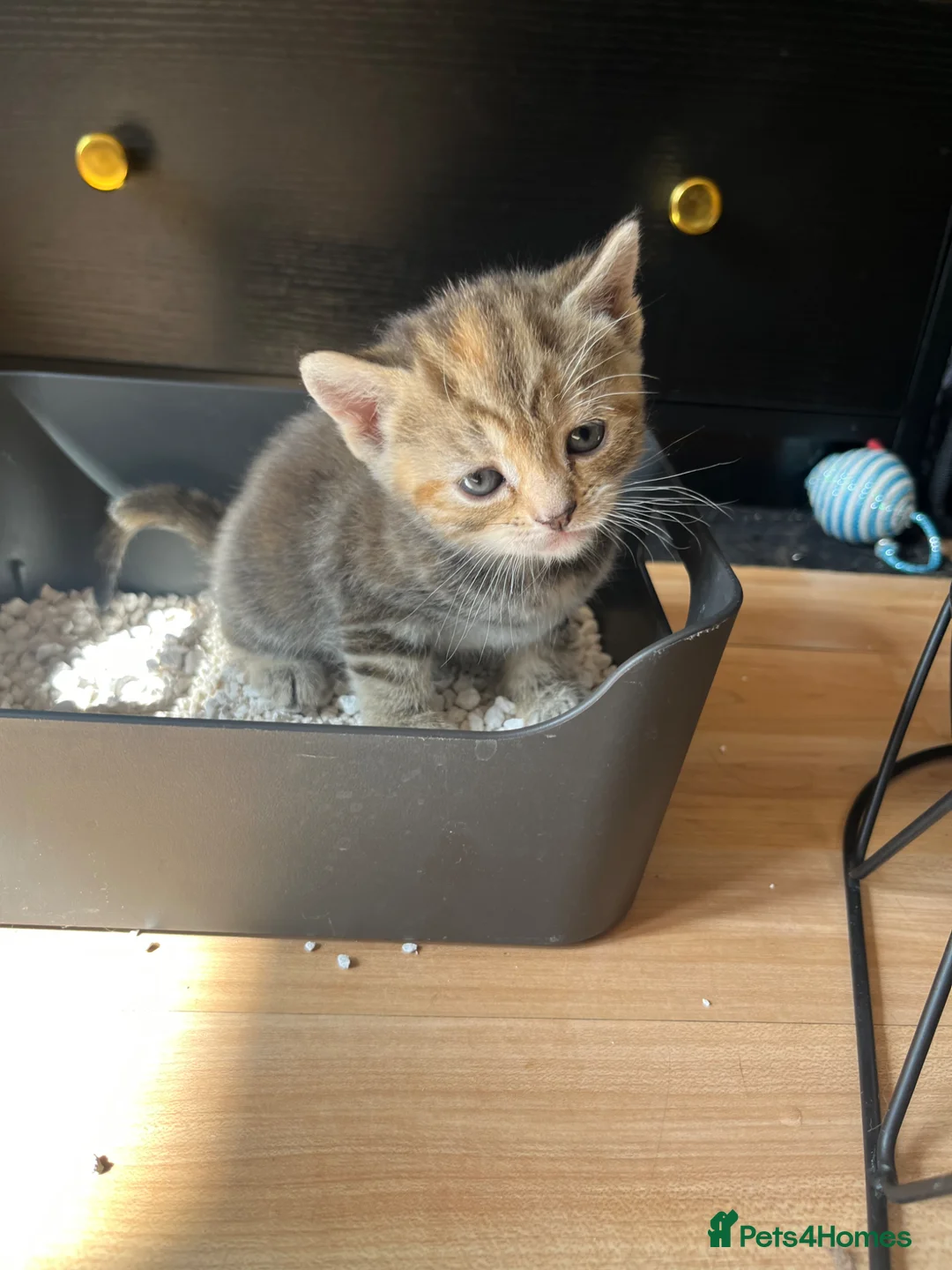 Mixed Breed cats for sale: Pure Tabby / Shorthair kittens  - Advert 2